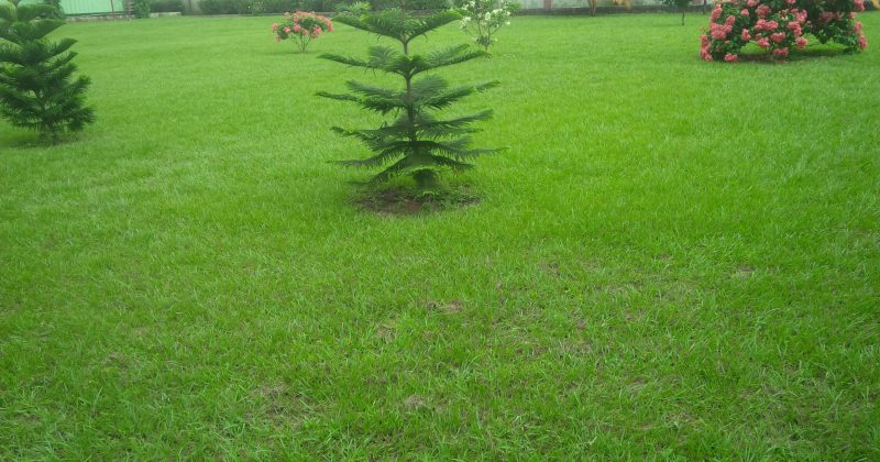 MY COUNTRY MY HOME